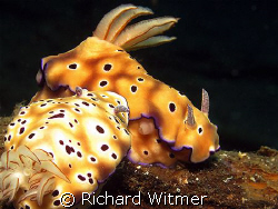 Risbecia tryoni.  These two need to go on a diet :)  Lemb... by Richard Witmer 